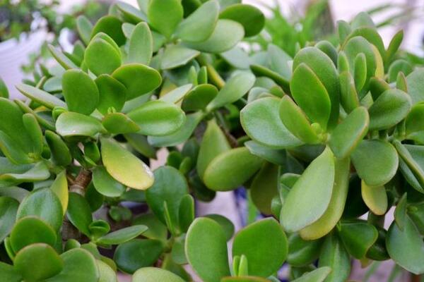 燕子掌葉子發(fā)黃怎么辦，5步即可解決葉子發(fā)黃問題