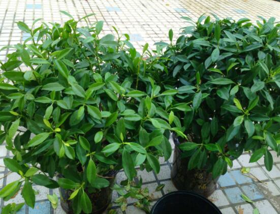 平安樹好養(yǎng)嗎，教你簡單四種養(yǎng)殖方法/闔家幸福、萬事如意