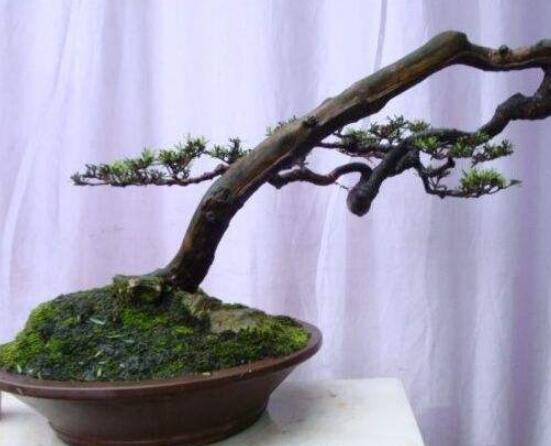 羅漢松造型最佳時(shí)間，每年7-8月份最好(生長(zhǎng)旺盛期)