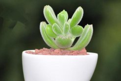 熊童子爪子不紅怎么辦，季節(jié)變換也會導(dǎo)致它的爪子不紅