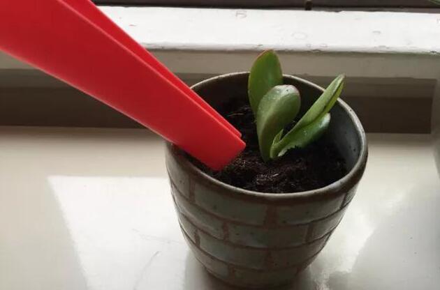 玉樹的繁殖方法，介紹葉插和枝插兩種繁殖方法