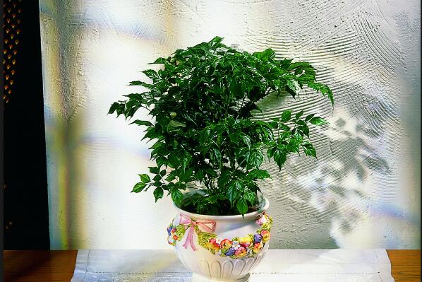 幸福樹(shù)的圖片，品種以及價(jià)值介紹