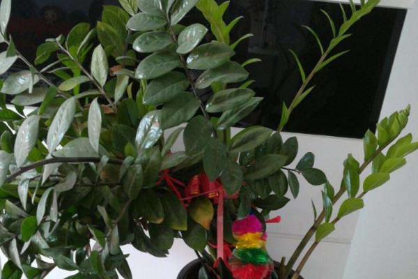 水培金錢(qián)樹(shù)扦插方法