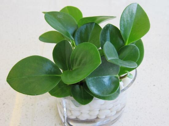 碧玉怎么養(yǎng)，碧玉的養(yǎng)殖方法和注意事項(xiàng)