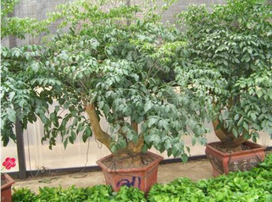 幸福樹水生根技巧，做好四點(diǎn)步驟即可水培爆盆