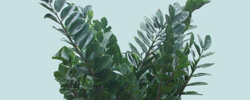 金錢樹秋季怎么養(yǎng)護(hù)