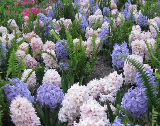 風(fēng)信子葉子太長(zhǎng)立不住是怎么回事，教你常見三種原因以及解決方法