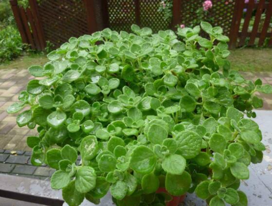 驅蚊草碰碰香有毒嗎，無毒/凈化空氣、醒腦提神