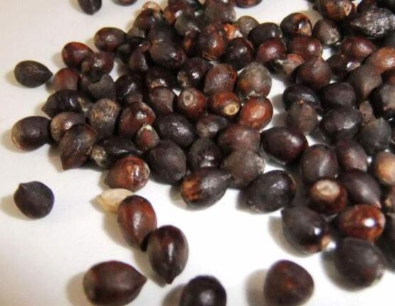 紅豆杉種子怎么種，做好這四點就會生根發(fā)芽