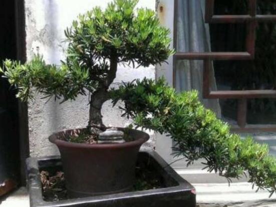 為什么羅漢松慢慢枯萎，做好澆水/保持溫度光照