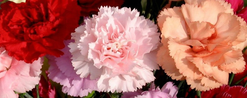 怎么讓康乃馨苞立刻開(kāi)