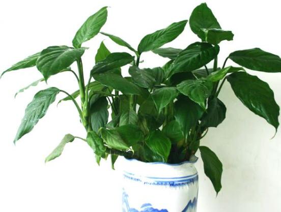 欣賞好看的萬(wàn)年青圖片，枝葉青翠、紅如珊瑚、艷似瑪瑙