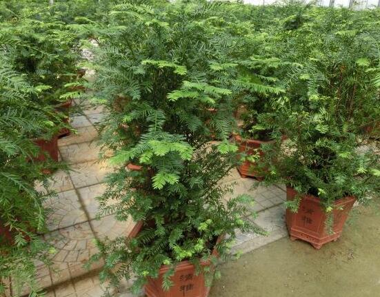 紅豆杉可以種庭院嗎，可以/幸福安康，家庭和睦