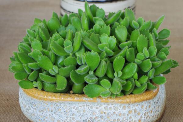 熊童子澆水方法，不同的季節(jié)有不同的要點(diǎn)