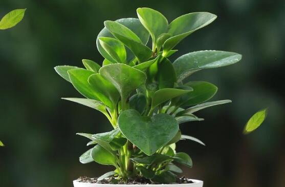 碧玉花葉子發(fā)黑怎么辦，四種原因以及解決辦法