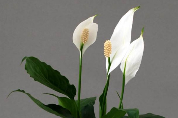 一帆風(fēng)順的花變綠是怎么回事