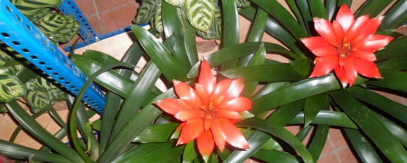 鴻運(yùn)當(dāng)頭葉子卷起來是什么原因