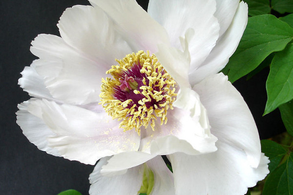 芍藥花怎么養(yǎng)