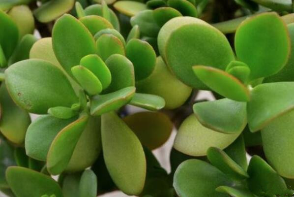 剛扦插的玉樹能澆水嗎，澆水可能會(huì)導(dǎo)致腐爛