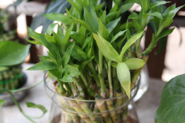 養(yǎng)富貴竹妙招，水培養(yǎng)殖的方法最棒