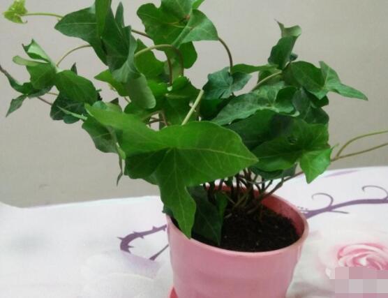 常春藤葉片干枯怎么救，老農(nóng)總結(jié)三種最有效解決辦法