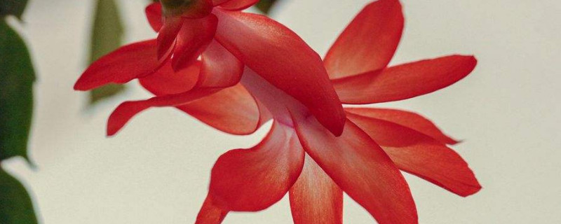 蟹爪蘭與仙人指的區(qū)別