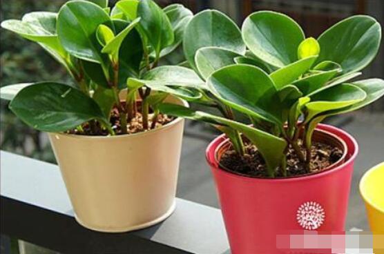 紫邊碧玉的作用以及花語，凈化空氣、活血止痛、跌打損傷