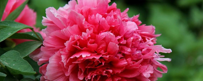 牡丹根沒(méi)須根怎么種植