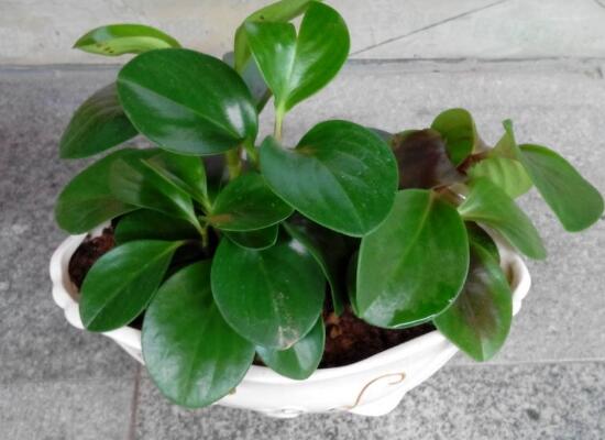 碧玉葉子發(fā)黃怎么辦，教你五步讓它重新恢復(fù)生機(jī)