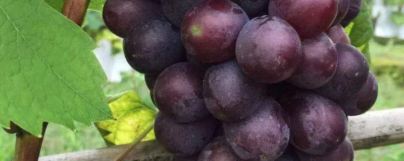 葡萄藤怎么修剪才結(jié)果