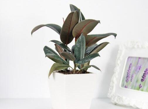 橡皮樹的副作用，對(duì)人體沒有特別大的傷害