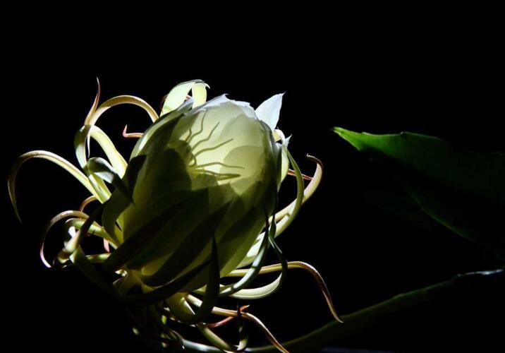 曇花象征著什么意思，稍縱即逝的永恒