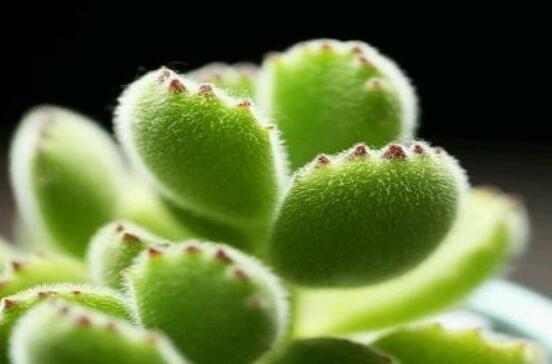 熊童子葉子發(fā)軟怎么辦，總結(jié)最實(shí)用三種解決方法