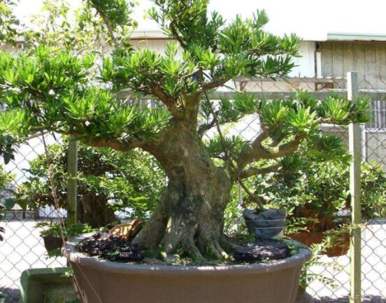 羅漢松盆景怎么養(yǎng)，老農(nóng)總結(jié)八大養(yǎng)殖方法