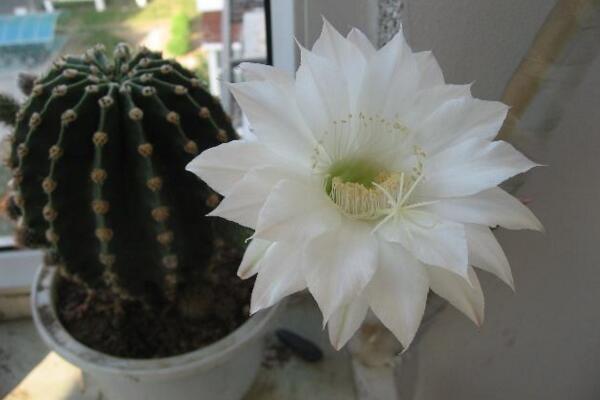 仙人球開花是好事嗎，寓意吉祥如意、好事將至