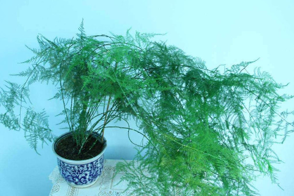 文竹為什么長(zhǎng)藤，正常生長(zhǎng)發(fā)育的過(guò)程