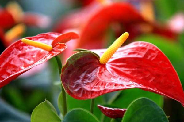 紅掌葉子發(fā)黃怎么補(bǔ)救，改善土質(zhì)補(bǔ)充光照