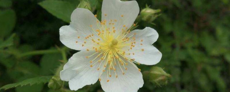 金櫻子種子多久才結(jié)果