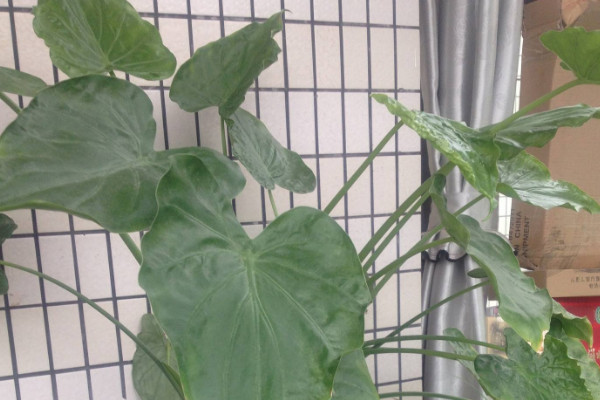 滴水觀(guān)音不長(zhǎng)新葉