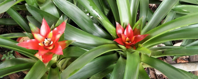 鴻運(yùn)當(dāng)頭的老株怎么辦