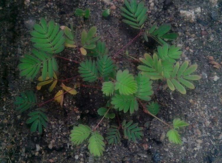 含羞草怎么養(yǎng)才活的久，要對(duì)它進(jìn)行人工繁殖才行