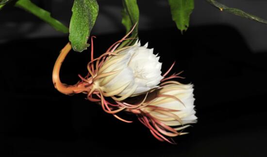 家里養(yǎng)曇花吉利嗎，好運來臨、驚喜不斷(吉祥如意)