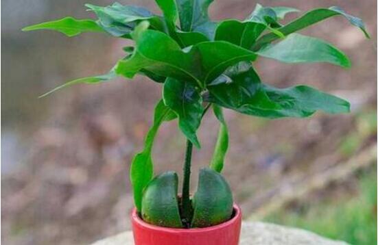 平安樹的花語，祈求平安、闔家幸福、萬事如意