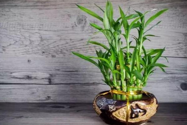 富貴竹冬天怎么養(yǎng)