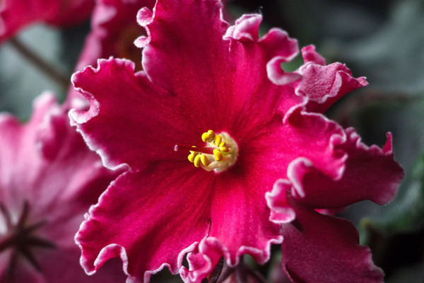 非洲紫羅蘭怎么養(yǎng)