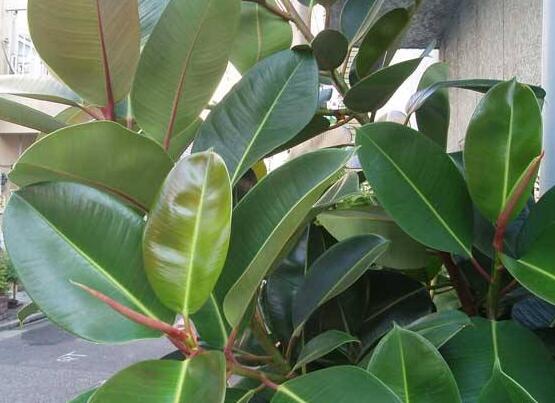 橡皮樹常見品種，盤點最好看的五大種類