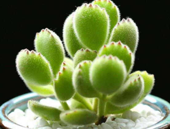 熊童子掉葉子怎么回事，三種原因以及解決方法