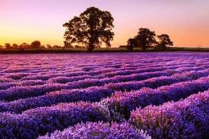 薰衣草什么時候開花，薰衣草花期幾月到幾月/6-8月份