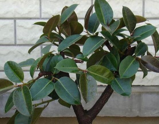 橡皮樹怎么養(yǎng)，牢記七個步驟就可養(yǎng)好