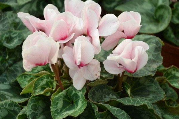 仙客來葉子發(fā)黃怎么辦